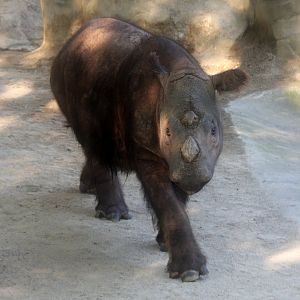 Sumatran rhino (Dicerorhinus sumatrensis)