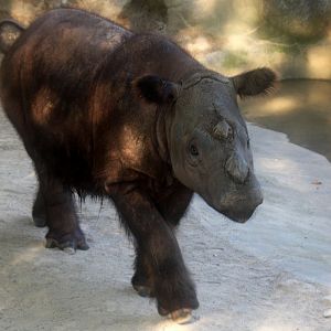 Sumatran rhino (Dicerorhinus sumatrensis)