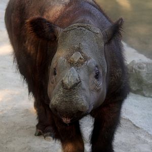 Sumatran rhino (Dicerorhinus sumatrensis)