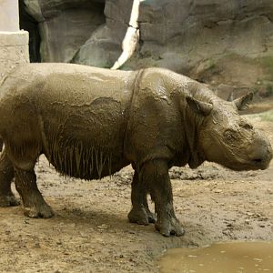 Sumatran rhino (Dicerorhinus sumatrensis)