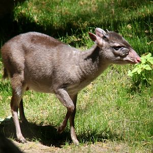 Maxwell's duiker (Philantomba maxwellii)