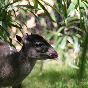 Maxwell's duiker (Philantomba maxwellii)