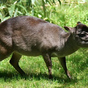 Maxwell's duiker (Philantomba maxwellii)