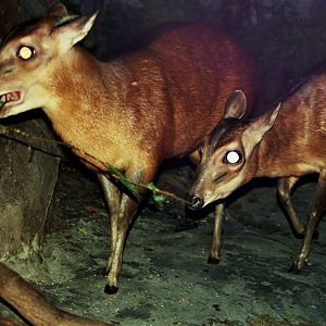 bay duiker (Cephalophus dorsalis)