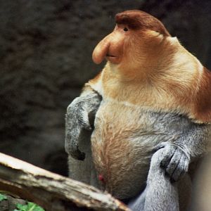 proboscis monkey (Nasalis larvatus)