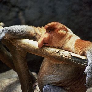 proboscis monkey (Nasalis larvatus)