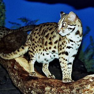 leopard cat (Prionailurus bengalensis)