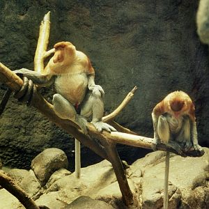 Proboscis monkey (Nasalis larvatus)