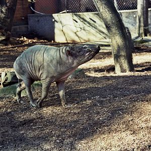 North Sulawesi babirusa (Babyrousa celebensis)