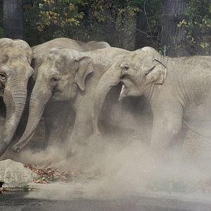 Asian elephant (Elephas maximus)