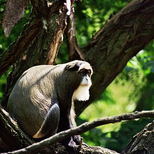 De Brazza's monkey (Cercopithecus neglectus)