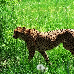 cheetah (Acinonyx jubatus)