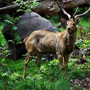 Eld's deer (Rucervus eldii)