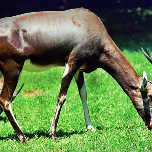 blesbok (Damaliscus pygargus phillipsi)