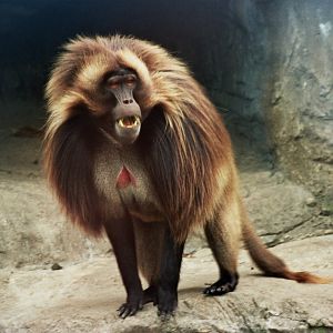 gelada (Theropithecus gelada)