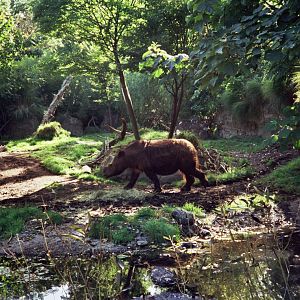 Sumatran rhino (Dicerorhinus sumatrensis)