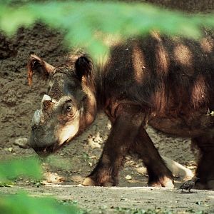 Sumatran rhino (Dicerorhinus sumatrensis)