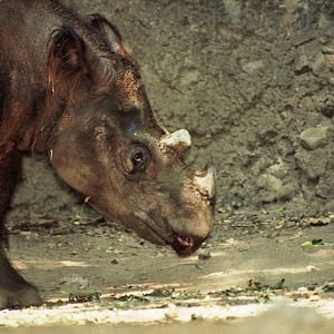 Sumatran rhino (Dicerorhinus sumatrensis)