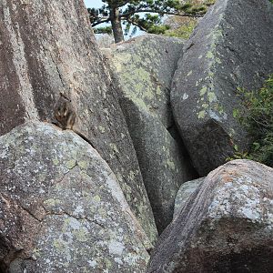Allied Rock Wallaby (Petrogale assimilis)