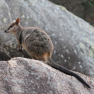 Allied Rock Wallaby (Petrogale assimilis)