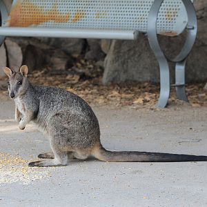 Allied Rock Wallaby (Petrogale assimilis)