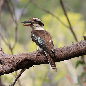 Common Kookaburra (Dacelo novaeguineae)