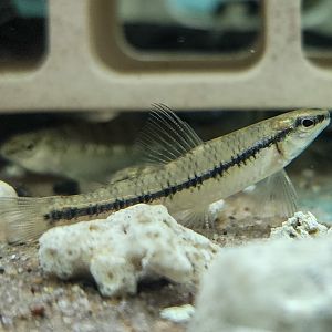 Darter Characin (Characidium cf. steindachneri