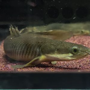 "Nigerian" Senegal Bichir (Polypterus senegalus)