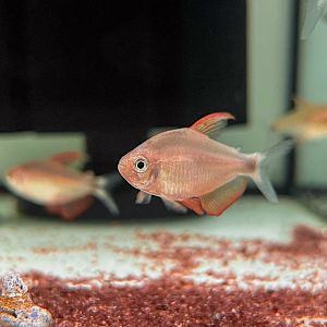 Peppermill Tetra (Hyphessobrycon peugeotorum)