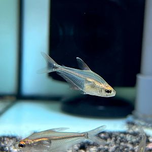 Orange-finned Big-eye Glass Tetra (Phenacogaster cf. capitulata)