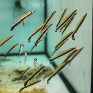 One-lined Pencilfish (Nannostomus unifasciatus)