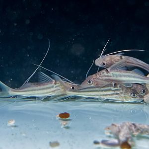 Xingu Zebra Pim (Pimelodus tetramerus)