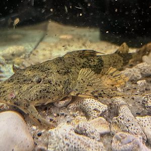 Indian Goonch (Bagarius bagarius)