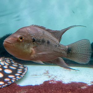 Red-sided Cichlid (Amphilophus istlanum)