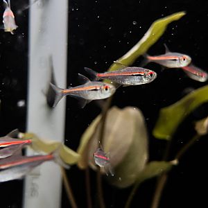 Amapá Redline Tetra (Hyphessobrycon amapaensis)