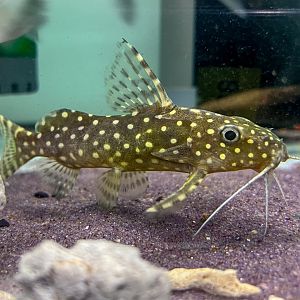 Polka-dot Squeaker (Synodontis angelicus)