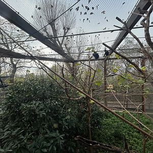 White-cheeked Gibbon Exhibit - Tiger Territory
