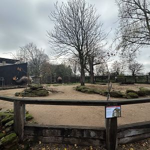 Bactrian Camel Exhibit