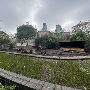 Red River Hog Exhibit #1 - Casson Pavillon