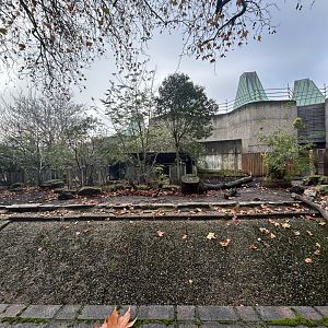 Red River Hog Exhibit #2 - Casson Pavillon