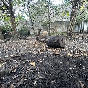 Babirusa Exhibit - Casson Pavilion