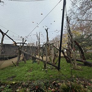 White-baked Mangabey Exhibit - Gorilla Kingdom