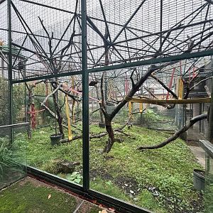 Diana Monkey Exhibit - Gorilla Kingdom