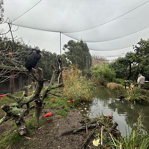 Walkthrough Aviary (Bird Safari)