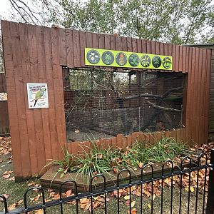 Patagonian Conure Aviary