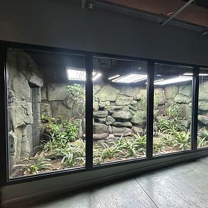 Mountain Chicken Exhibit - The Secret Life of Reptiles & Amphibians