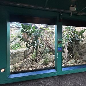 King Cobra Exhibit - The Secret Life of Reptiles & Amphibians
