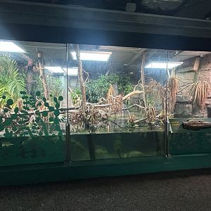 Philippine Crocodile Exhibit - The Secret Life of Reptiles & Amphibians