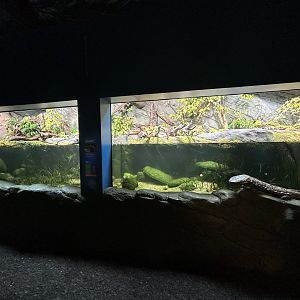 Chinese Giant Salamander Exhibit - The Secret Life of Reptiles & Amphibians