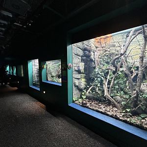 Overview - The Secret Life of Reptiles & Amphibians